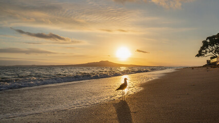 Fototapeta na wymiar Backlit seagull wading in the sea water with Rangitoto Island in the background, Milford Beach, Auckland.
