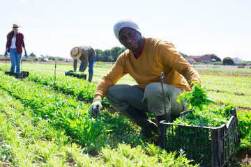 African-american worker harvesting green mizuna (Brassica rapa nipposinica laciniata) in the garden