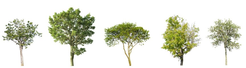 Collection of green tree side view isolated on white background  for landscape and architecture layout drawing, elements for environment and garden