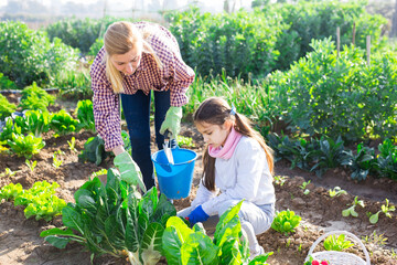 Young teenage girl with her mother gardener together caring for green lettuce in a garden