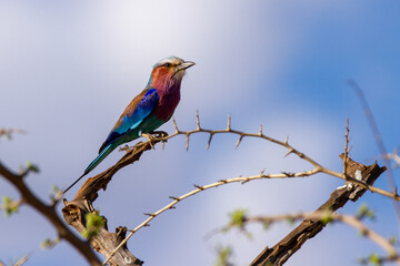 A Lilac-breasted Roller perched on a thorny branch.