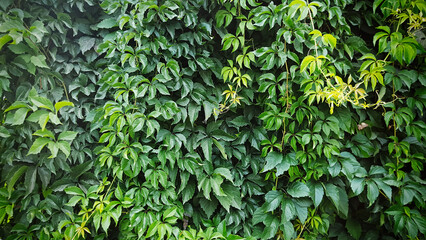 A large green bush of climbing plant background - Powered by Adobe