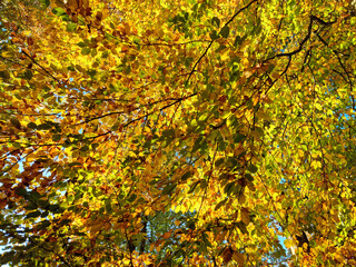 Autumn leaves background