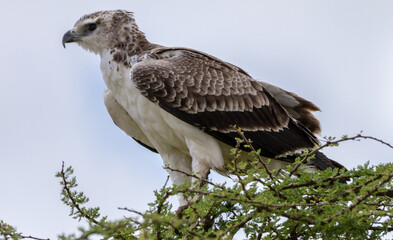 Martial Eagle perched in a tree