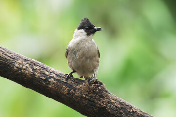 A Sooty-headed Bulbul on branch