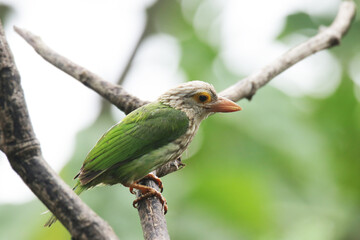 The Lineated Barbet on branch in nature