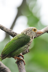The Lineated Barbet on branch in nature