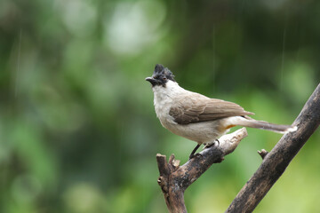 A Sooty-headed Bulbul on branch