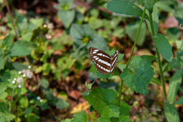 brown and white butterfly on a leaf