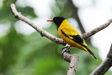 The Black-hooded Oriole on branch