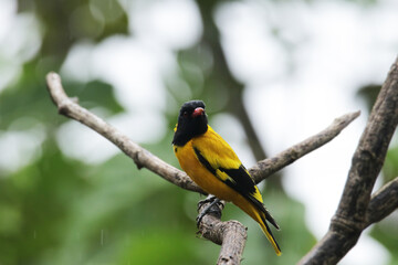 The Black-hooded Oriole on branch