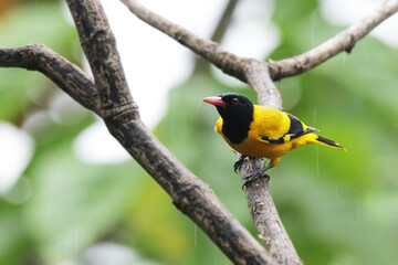 The Black-hooded Oriole on branch