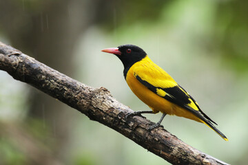 The Black-hooded Oriole on branch