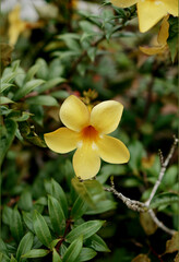 dew on the yellow flower in the morning