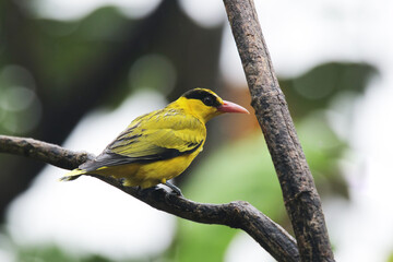 The Black-naped Oriole on branch in nature