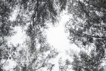 Trees from low angle black and white, little bit blur for background