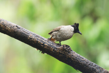 A Sooty-headed Bulbul on branch