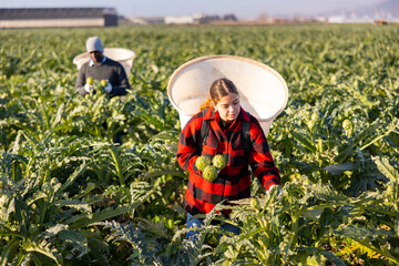Focused young woman farmer working on a plantation harvests artichokes