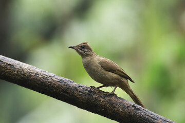 The Streak-eared Bulbul on branch