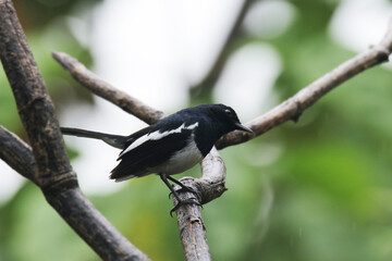The Oriental magpie robin on branch