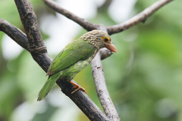The Lineated Barbet on branch in nature