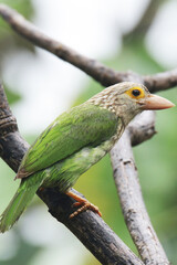 The Lineated Barbet on branch in nature