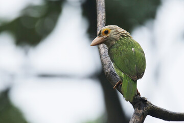 The Lineated Barbet on branch in nature