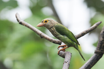 The Lineated Barbet on branch in nature