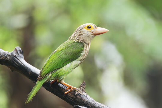 The Lineated Barbet on branch in nature