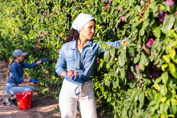 Asian and European women harvesting ripe plums from tree branches in fruit garden.
