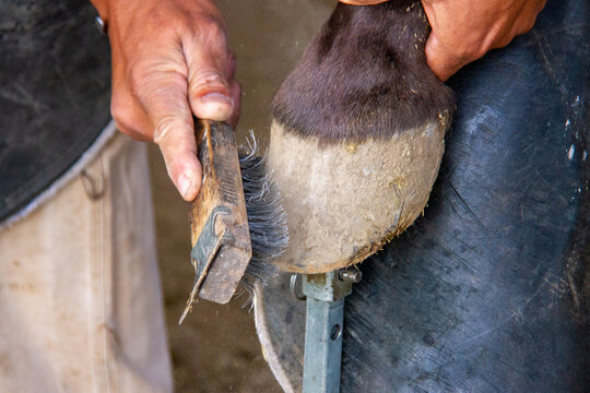 Cleaning horse hoof with a wire brush