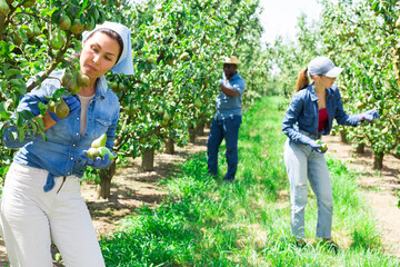 Young adult woman harvesting pears, working with group of farmers at fruit garden