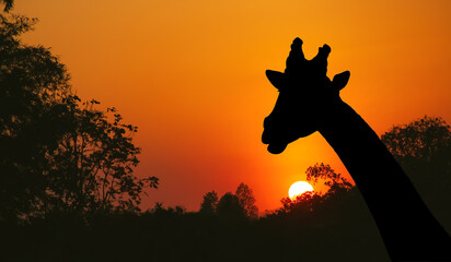 Silhouette of giraffe on beautiful sunset sky and shadow tree view in the evening natural background