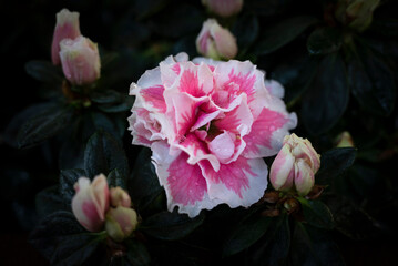 Close-up of pink Rhododendron simsii flowers with a white edge in the garden on a dark background and vignetted.