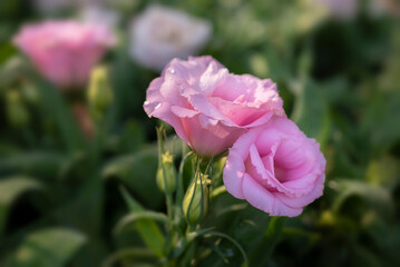 Close-up of two pink Lisianthus flowers. The soft pink rose flowers are blooming on a green background.