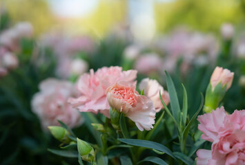 Close-up of soft orange Carnation flowers are blooming on a soft light bokeh background.