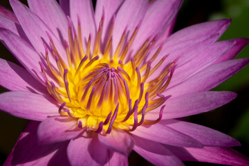 Close-up of a purple lotus flower with yellow pollen is blooming in the soft morning sunlight. (water lily)