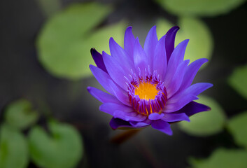 A single violet lotus flower with yellow pollen is blooming in the pool. Water lily.