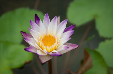 A single white-purple lotus flower with yellow pollen is blooming in the pool. Water lily.