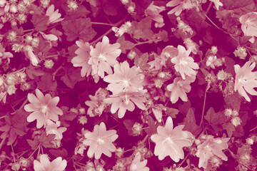 Floral background. Leaves and flowers close up, tinted in red pink