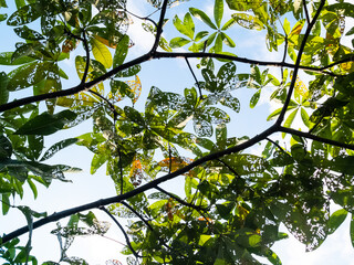 Backlit leaves shine