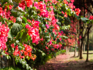 Fototapeta na wymiar Beautiful red flowers in the park