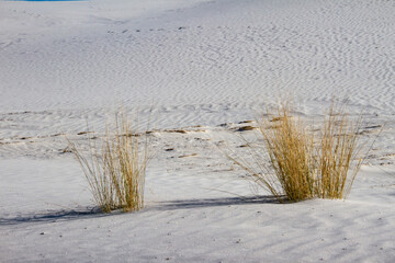 Soaptree yucca plants at White Sands National Park