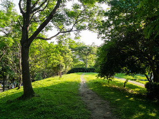 The sun shines on the grass in the park