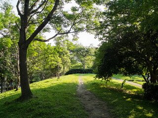 The sun shines on the grass in the park