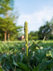Sprouts grow on the grass in the park