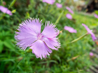 purple flowers in the park