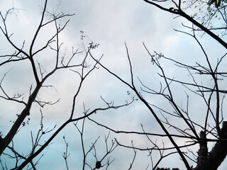 winter sky with branches