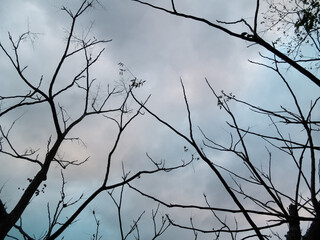 winter sky with branches