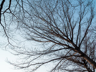 winter sky with branches